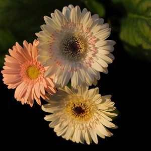 Gerbera...... Sabine Schröder